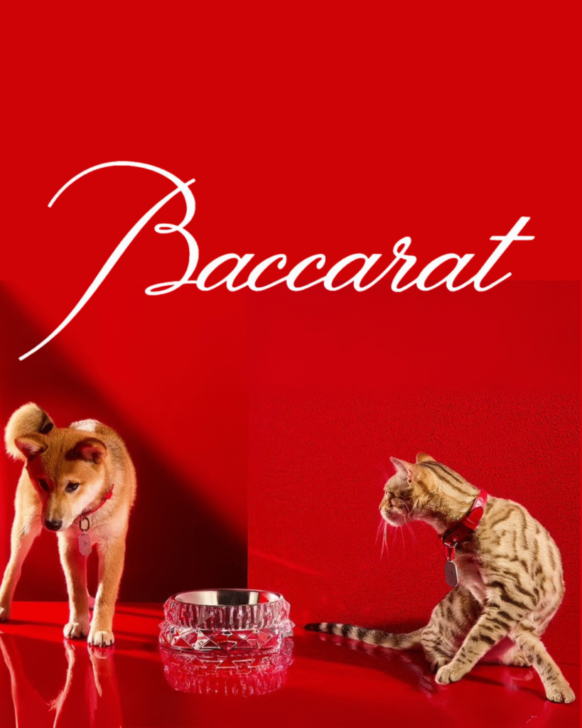 Baccarat Louxor Pet Bowl-cat-xic-editorial