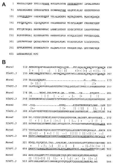 FIG. 1. Predicted protein sequence of Nore1 and alignment