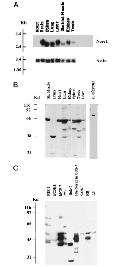 FIG. 2. Expression of Nore1 mRNA in mouse tissues and immunoreactive Nore1 polypeptides in rat tissues and cell lines.