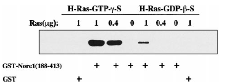 FIG. 3. Specific, GTP-dependent interaction of purified recombinant Nore1 and Ras polypeptides in vitro.