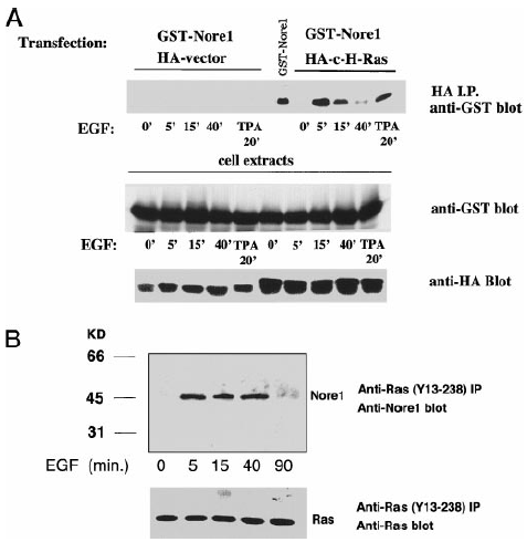 FIG. 4. EGF and TPA stimulated association of Nore1 with Ras in transfected COS-7 cells and in nontransfected KB cells.