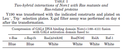 TABLE I Two-hybrid interactions of Nore1 with Ras mutants and Ras-related proteins