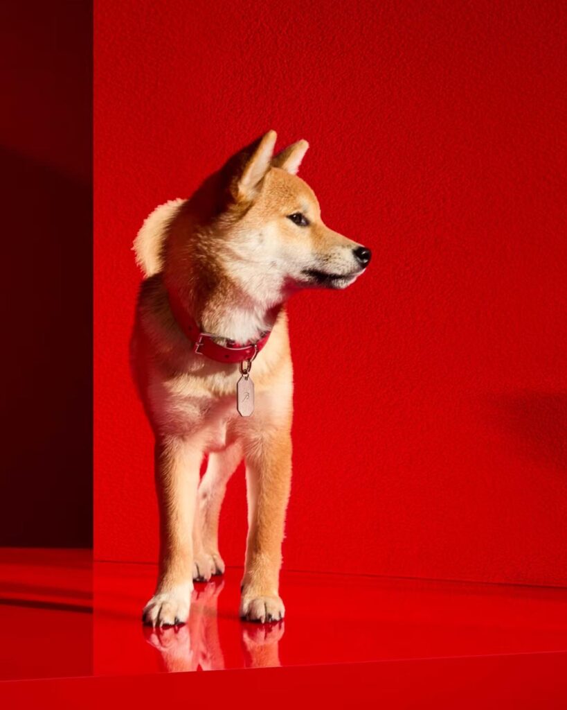 baccarat-Louxor Pet Collar xic editorial
