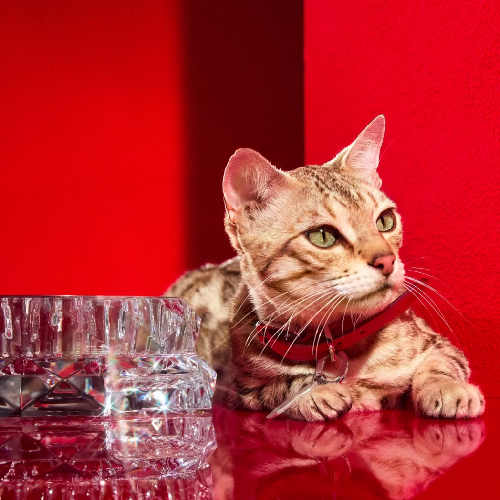 Baccarat Louxor Pet Bowl-cat-xic-editorial