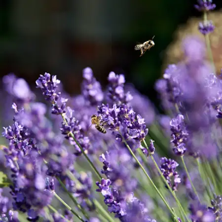 beemain