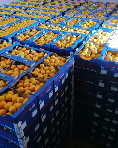 apostolakos orange xiceditorial πορτοκαλια