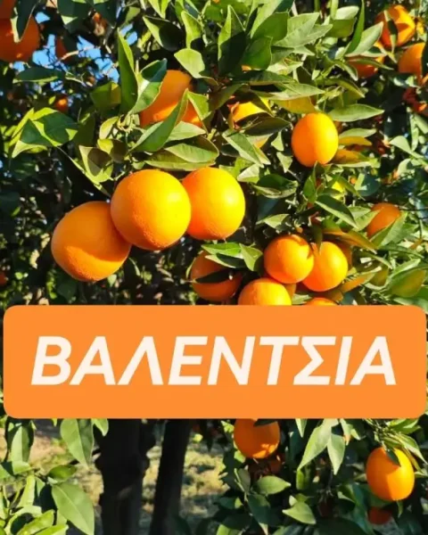 apostolakos orange xiceditorial βαλεντσια πορτοκαλια